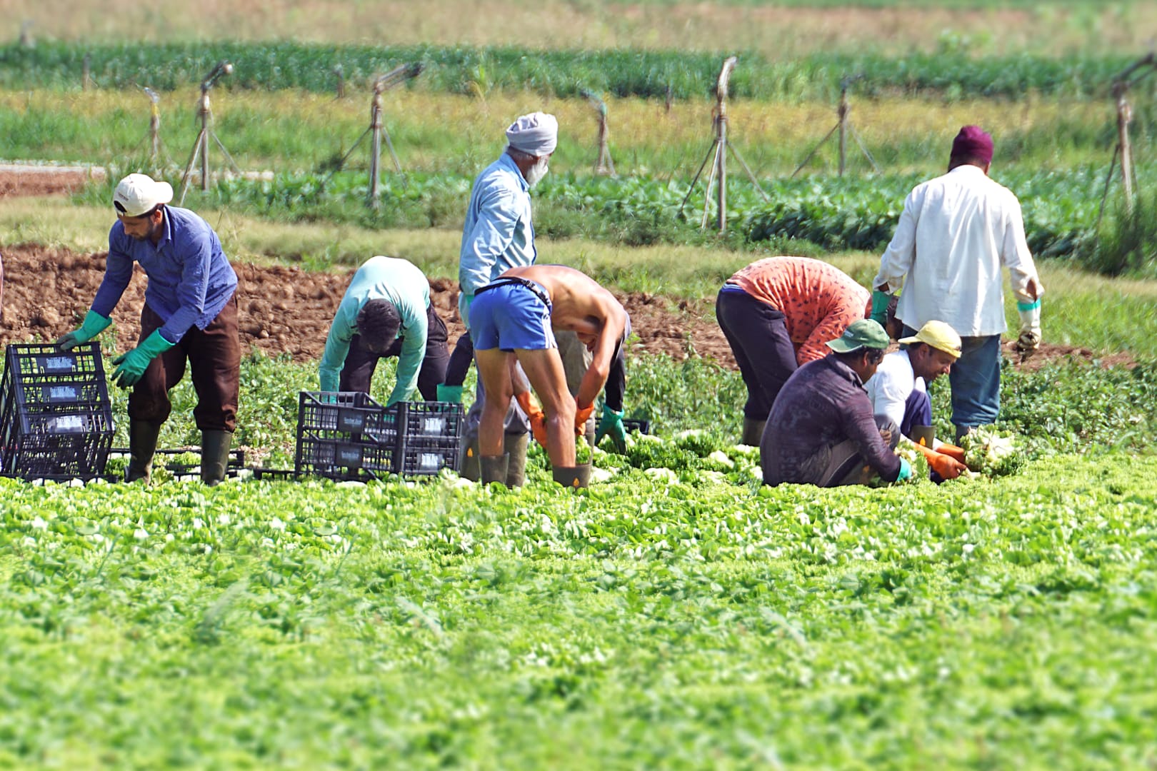 agricoltura, retribuzioni, operai, agricoli