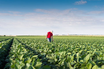 Cumulabilità tra reddito di lavoro autonomo in agricoltura e Naspi